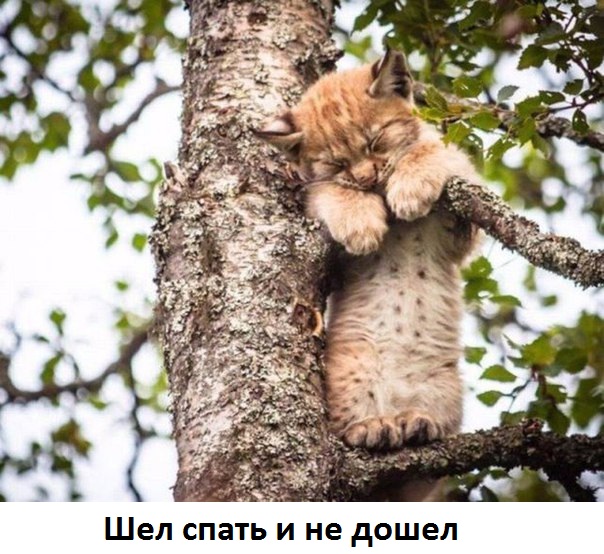Картинки с надписями Уснул на месте