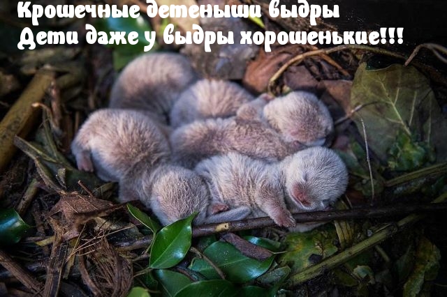 Симпатичные выдрята.
