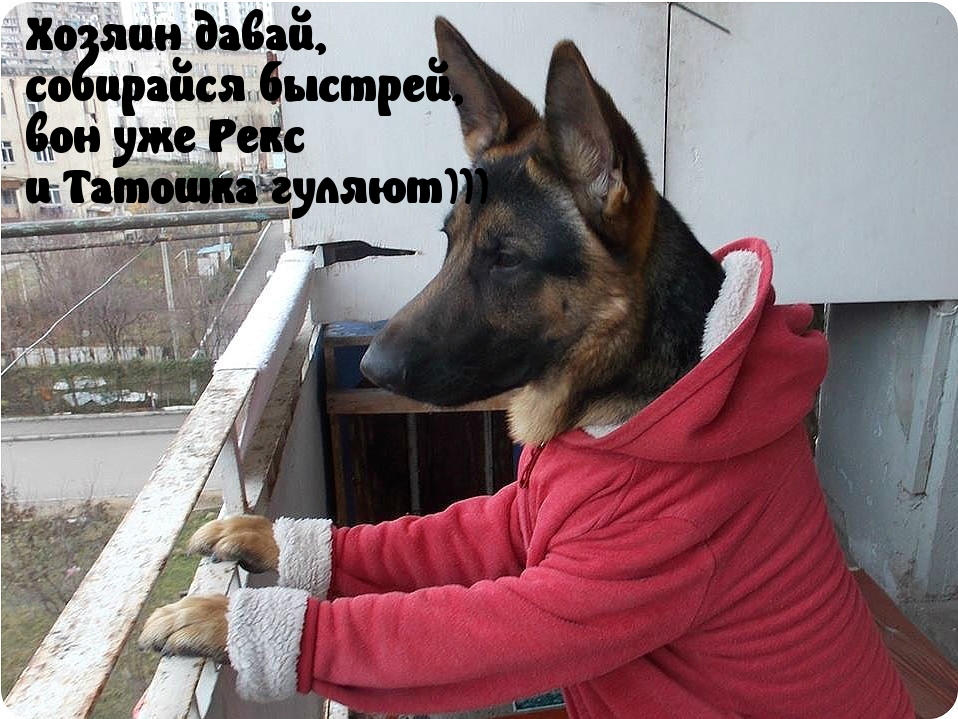 Картинки с надписями Ну выгуляй уже меня!