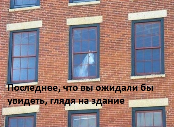 Картинки с надписями Конь в окне