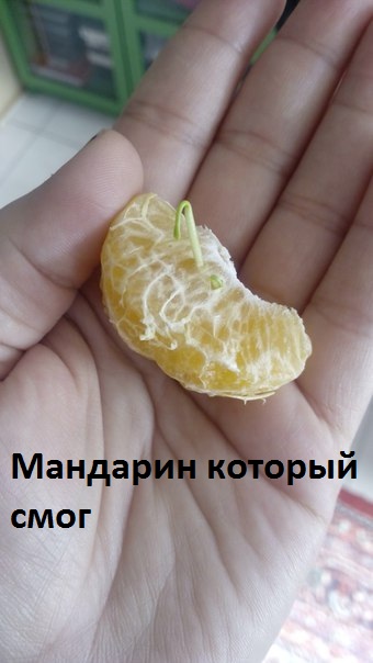 Картинки с надписями Целеустремленный мандарин