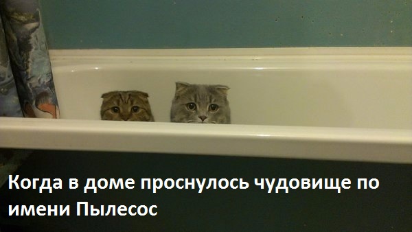 Пылесосо-фобия.