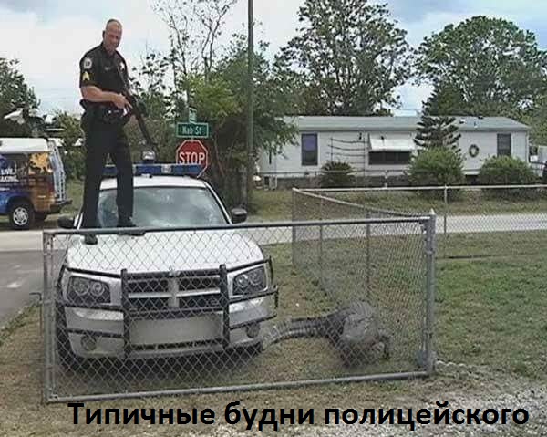 Картинки с надписями Обычный день копа