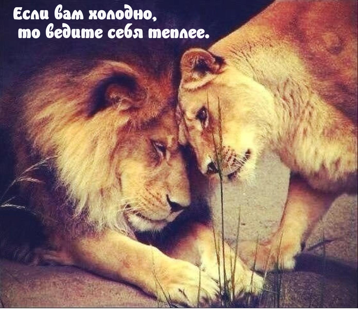 Фото Львов И Львиц Смешные