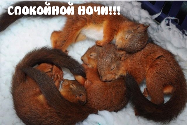 СПОКОЙНОЙ НОЧИ!.