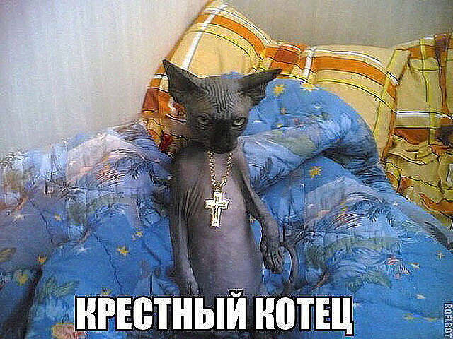 Картинки с надписями Крестный котец