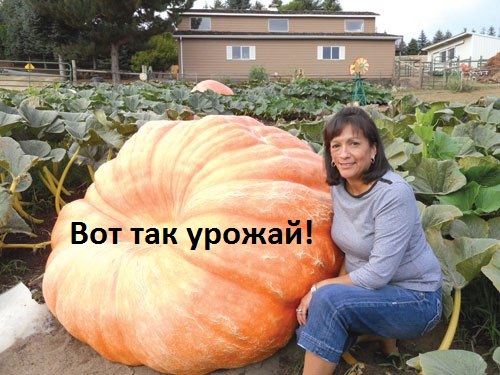 Картинки с надписями Вот так урожай!