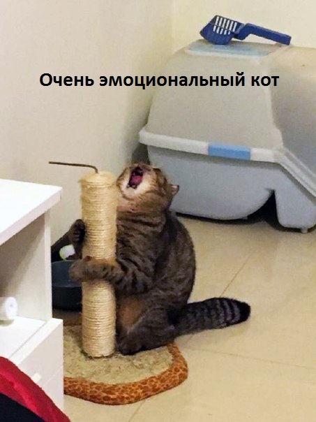 Картинки с надписями Очень эмоциональный кот