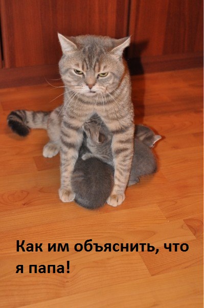 Картинки с надписями Ну не мама я