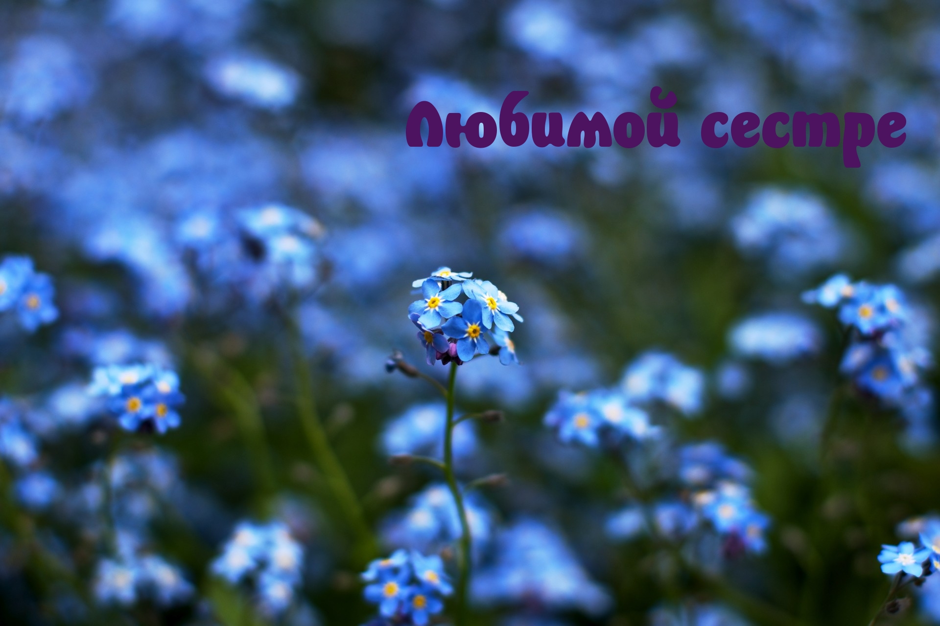 Любимой сестре