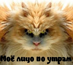 Картинки с надписями Моё лицо по утрам