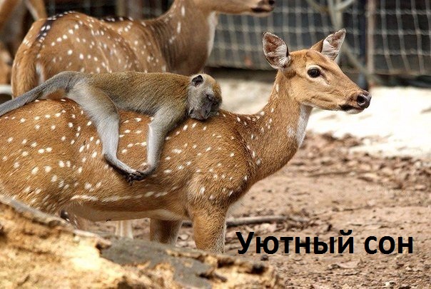Картинки с надписями Уютный сон