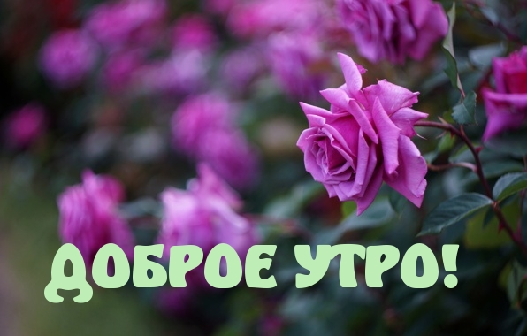 Картинки доброе утро томочка