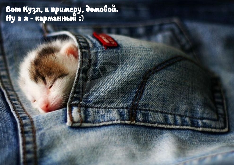Картинки с надписями Карманный котенок