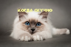   :  