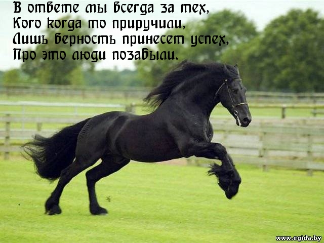 В ответе мы всегда за тех, кого приручили.