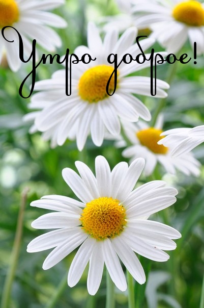 Утро доброе!.