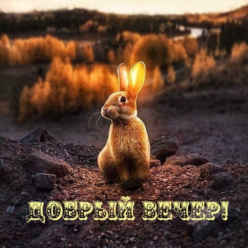  :  