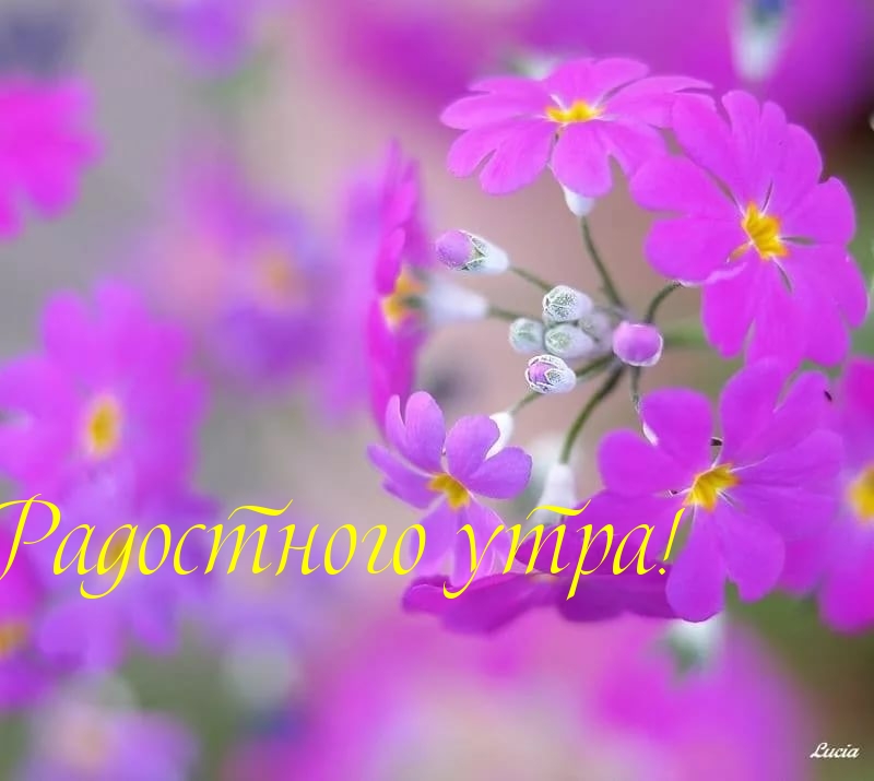 Радостного утра!