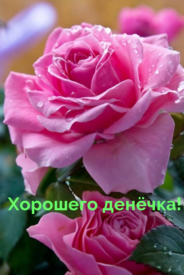 Хорошего денёчка!.