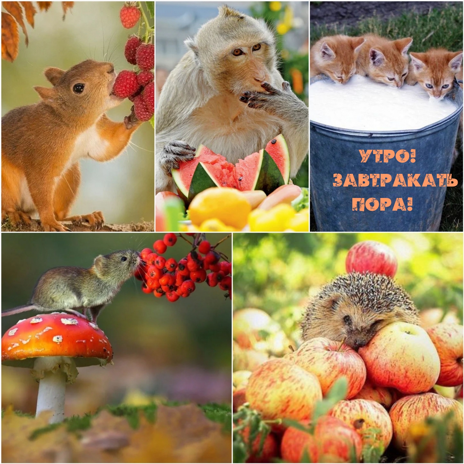 Картинка с надписью:  Утро! Завтракать пора!