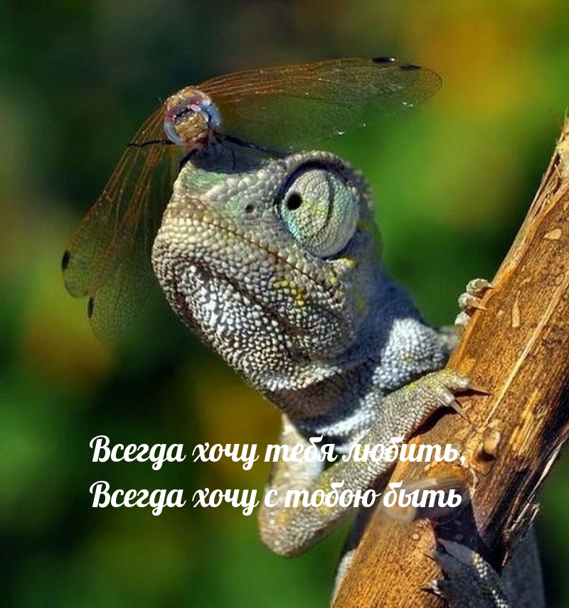Всегда хочу тебя любить