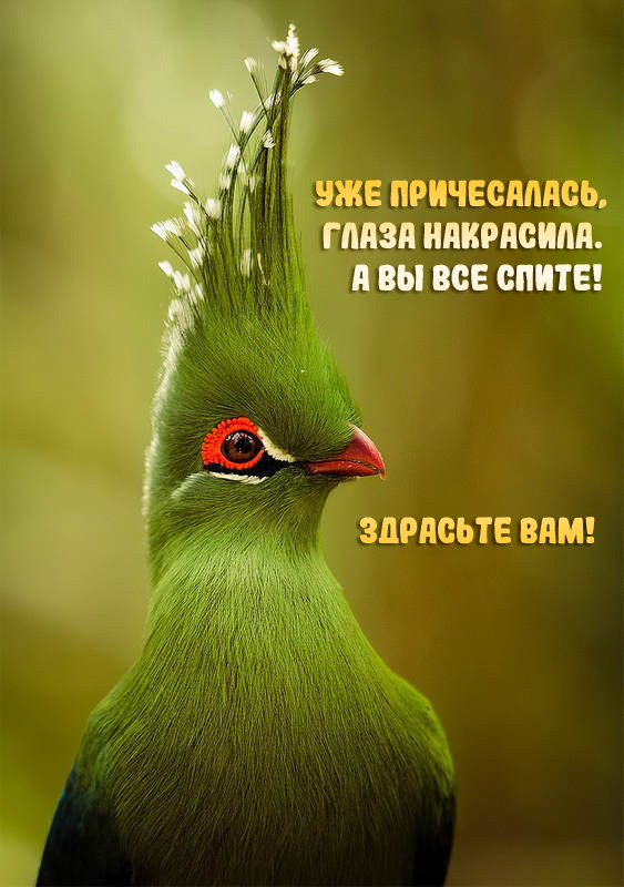 Картинки с надписями Здрасьте Вам!.