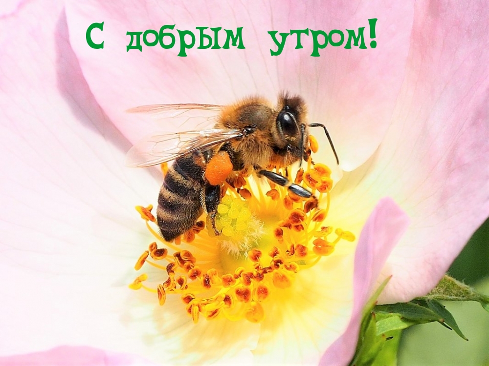 С добрым утром!