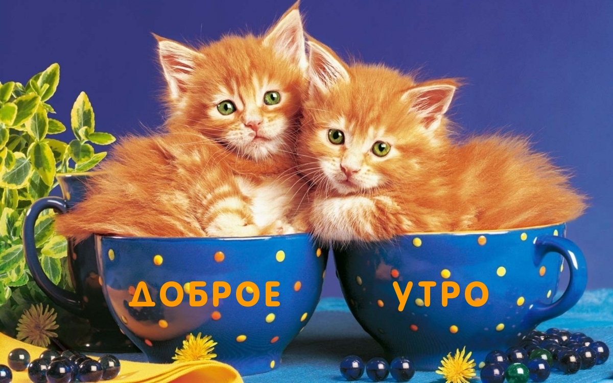 Картинки с надписями Доброе утро, от рыжих котят