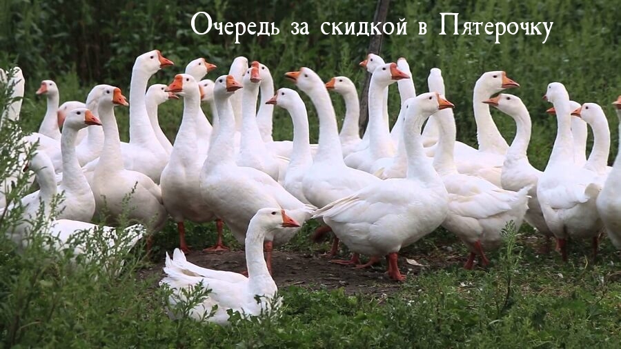   :     