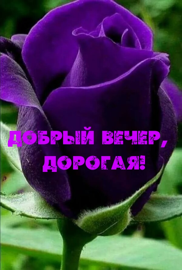 Добрый вечер, дорогая!.