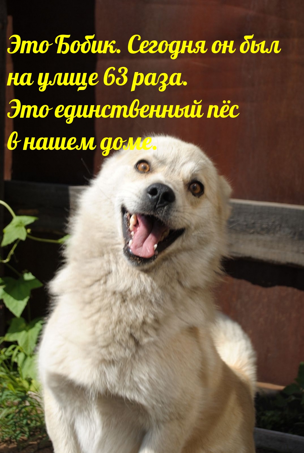  :      63 