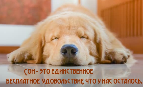 Картинки с надписями Сон - это единственное бесплатное удовольствие