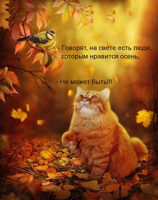 Есть на свете люди, которым нравится осень?.