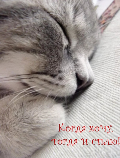 Когда хочу, тогда и сплю!.