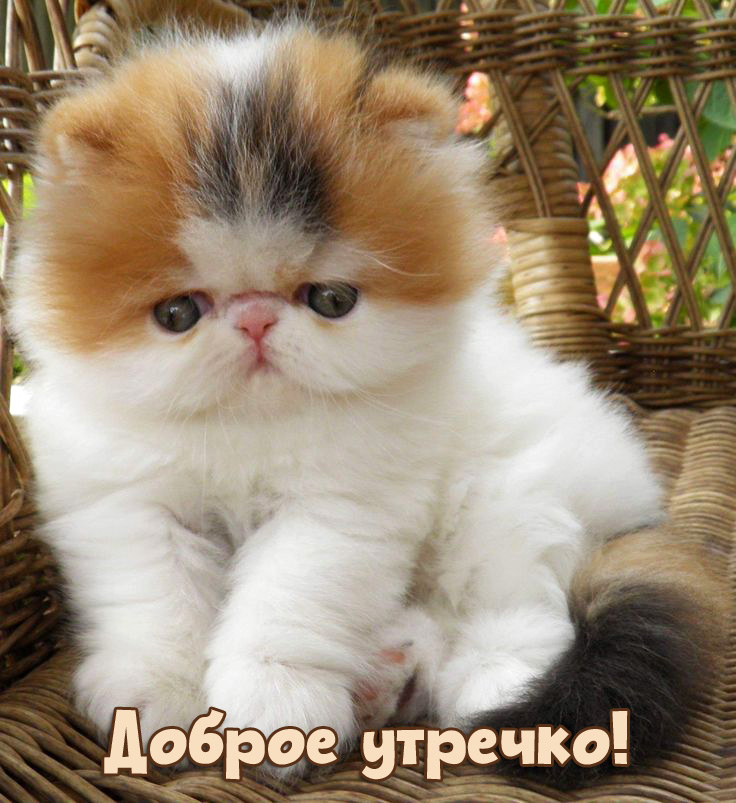 картинки с надписями Доброе утречко!
