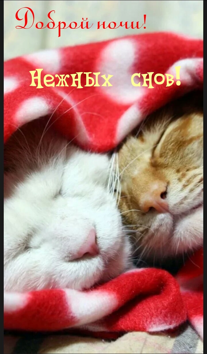 Нежных снов! Доброй ночи!.