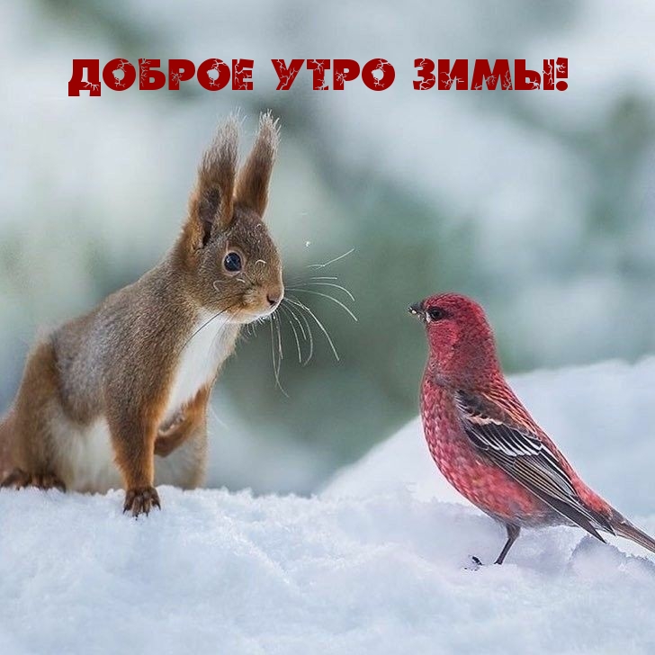 Картинки с надписями Доброе утро зимы!