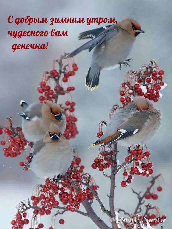 Картинки с надписями С добрым зимним утром, чудесного вам денечка!