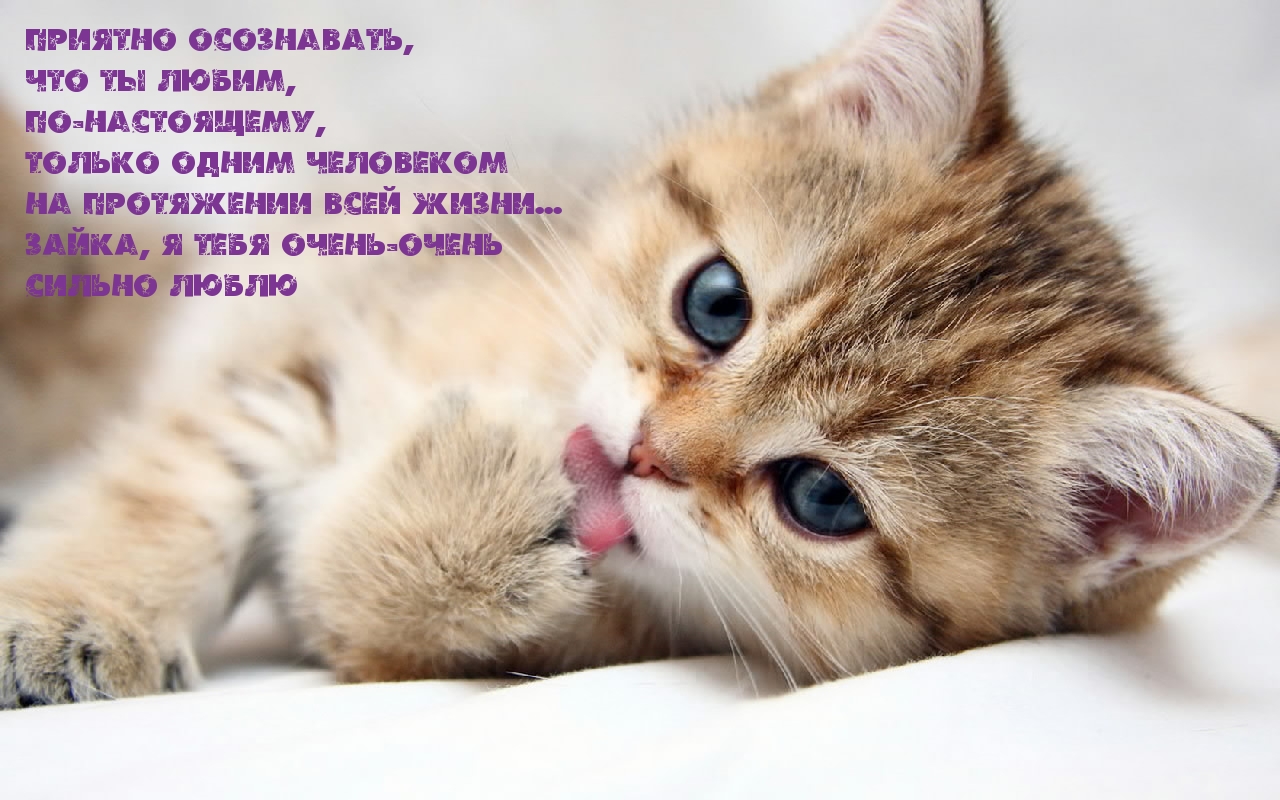 Зайка, я тебя люблю