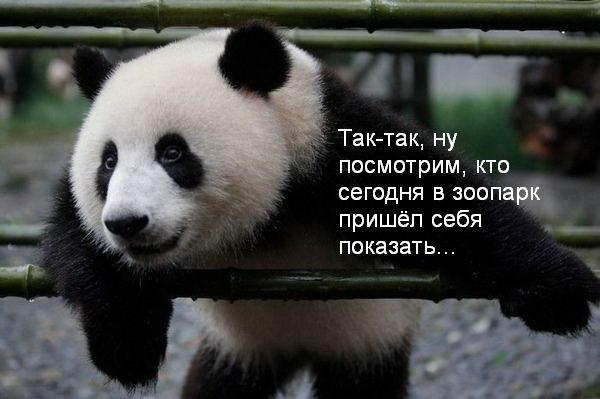 Картинки с надписями Смешные
