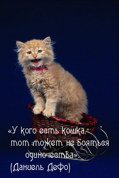 У кого есть кошка, тот может не бояться.