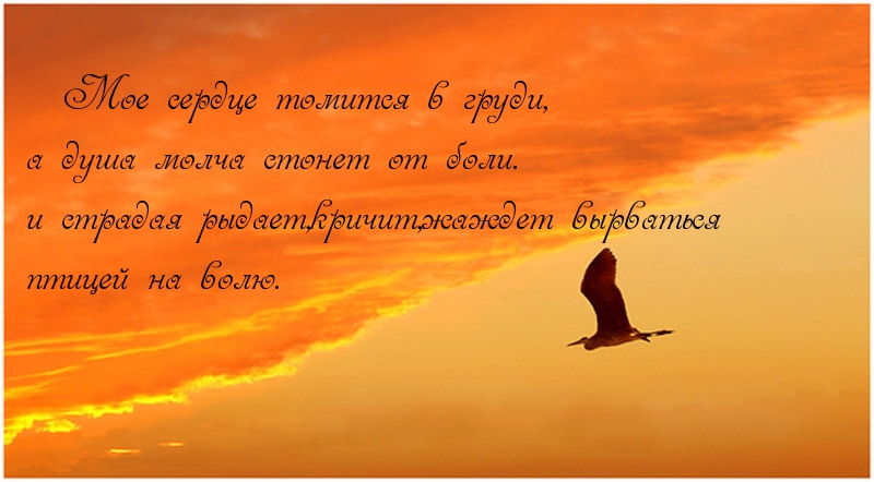 Мое сердце томится в груди