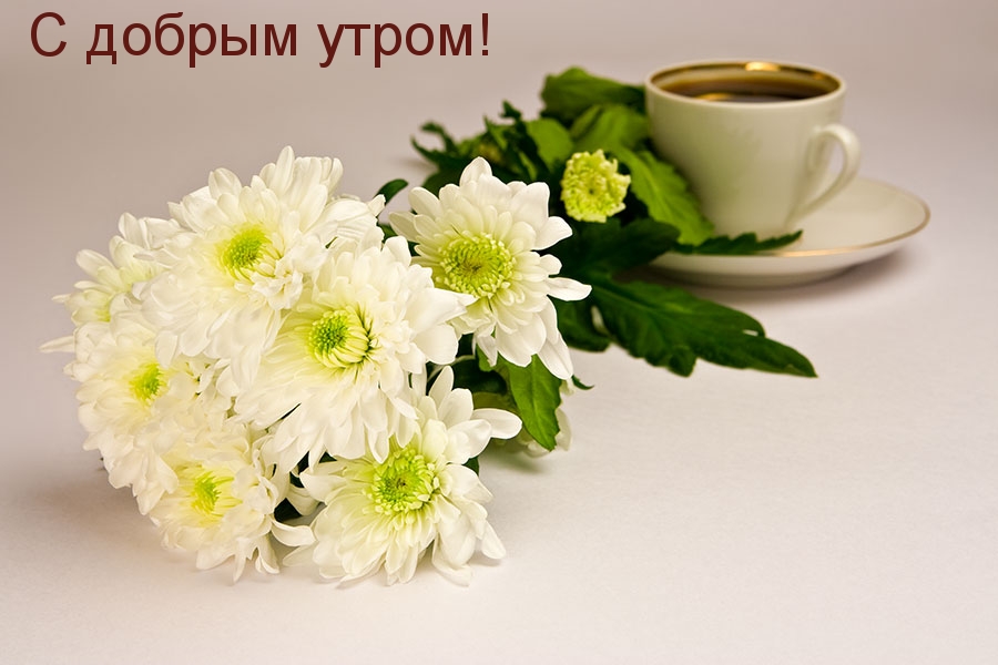Добро утро красивые картинки. Чашка кофе и хризантемы. Букет хризантем с добрым утром. С добрым утром хризантемы. Утренние хризантемы.