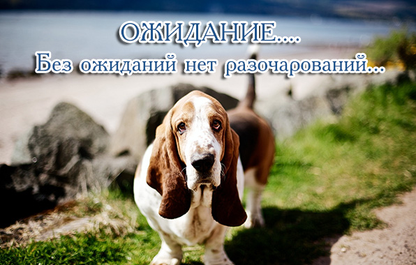 Без ожиданий нет разочарований.