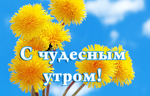 Какая чудесная погода солнце уже текст. Открытки с одуванчиками. С добрым утром. С чудесным утром. Чудесного утра.