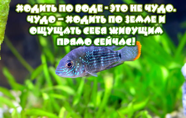   :    -   