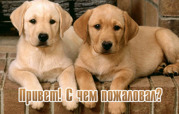 Привет! С чем пожаловал?.