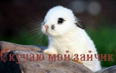   :   