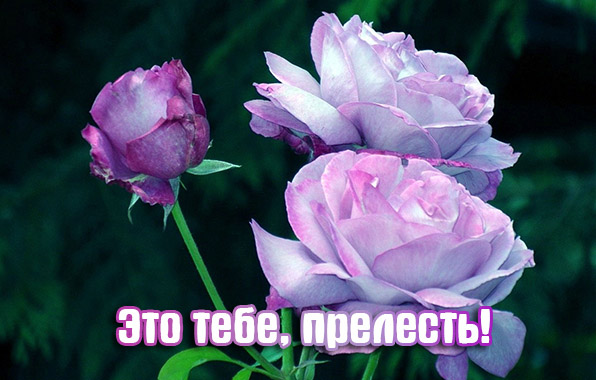 Это тебе, прелесть!.